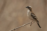 Image. White-browed Sparrow-Weaver