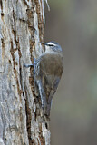 Image. White-browed Treecreeper
