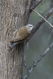Image. White-browed Treecreeper