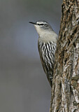 Image. White-browed Treecreeper