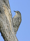 Image. White-browed Treecreeper