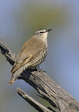 Image. White-browed Treecreeper