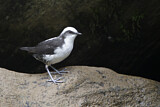 Image. White-capped Dipper