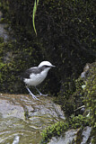 Image. White-capped Dipper