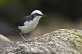 Image. White-capped Dipper