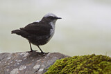 Image. White-capped Dipper