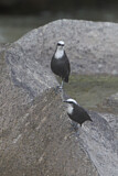 Image. White-capped Dipper
