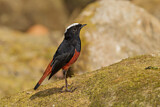 Image. White-capped Redstart