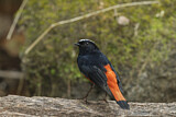 Image. White-capped Redstart