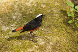 Image. White-capped Redstart