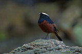 Image. White-capped Redstart