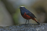 Image. White-capped Redstart