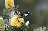 Image. White-cheeked Honeyeater