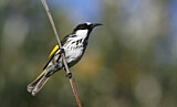 Image. White-cheeked Honeyeater