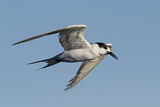 Image. White-cheeked Tern