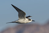 Image. White-cheeked Tern