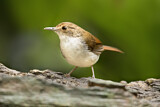Image. White-chested Babbler