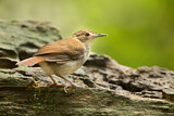 Image. White-chested Babbler