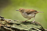 Image. White-chested Babbler