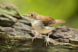 Image. White-chested Babbler