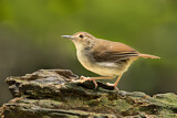 Image. White-chested Babbler
