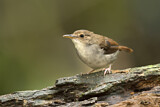 Image. White-chested Babbler