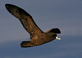 Image. White-chinned Petrel