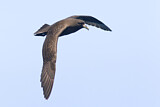 Image. White-chinned Petrel