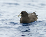 Image. White-chinned Petrel
