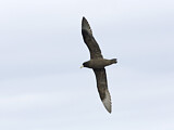 Image. White-chinned Petrel
