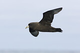 Image. White-chinned Petrel