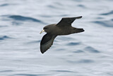 Image. White-chinned Petrel