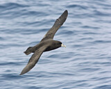 Image. White-chinned Petrel