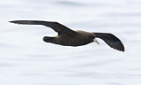 Image. White-chinned Petrel