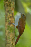 Image. White-chinned Woodcreeper