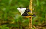 Image. White-collared Manakin