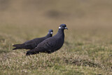 Image. White-collared Pigeon
