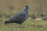 Image. White-collared Pigeon