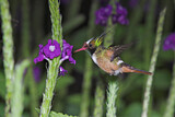 Image. White-crested Coquette
