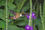 Image. White-crested Coquette