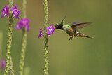 Image. White-crested Coquette