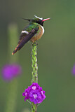 Image. White-crested Coquette