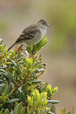Image. White-crested Elaenia