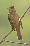 Image. White-crested Elaenia