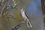 Image. White-crested Helmetshrike