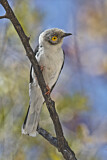 Image. White-crested Helmetshrike