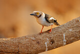 Image. White-crested Helmetshrike