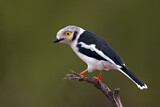 Image. White-crested Helmetshrike