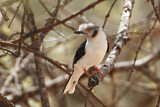 Image. White-crested Helmetshrike