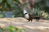 Image. White-crested Laughingthrush